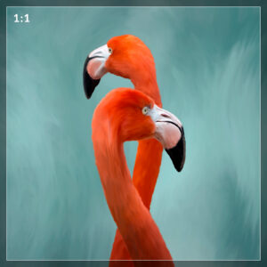 Passerelle - Boîte Automatique vers Boîte Manuelle